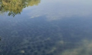雄安人与淀浮岛种植平台厂家，采用环保聚乙烯浮筒，适用于深水区水生植物浮床搭建