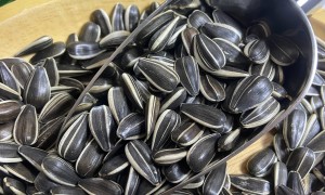 供应呈泰食品出口级葵花籽 低破碎率 光泽度好 适合休闲食品厂与进口商长期合作 提供样品测试