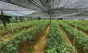 四川抹茶用双黑网加工厂哪家性价比高 2026年源头工厂选购指南