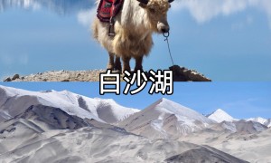 伊犁用户力荐的包车游服务公司实力参考