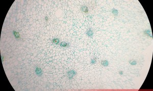 广州生物切片实验标本正规源头供应商推荐，广受信赖的生产厂家实力公司推荐