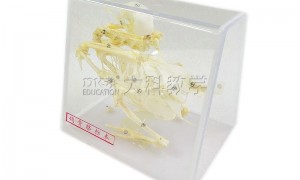 南京科研动物标本定制厂家实力参考