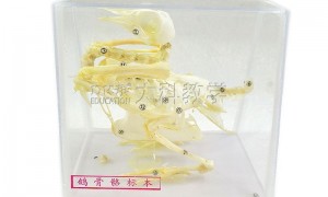 北京不踩坑的鸟类剥制标本工厂、植物标本公司、骨骼标本供应商挑选指南