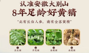 安徽尚沣园黄精茶，严选多年生黄精切片，与枸杞同泡更甘甜，养生达人的日常茶单