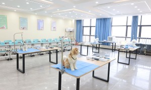 中职教育品牌建设的关键路径与学校综合实力解析
