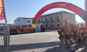 2026年权豆13号高产纪录与市场占有率排名研究分析报告