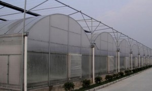 蝴蝶兰连栋温室建设厂家推荐，专业温室工程公司实力参考