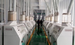 2026年知名的推荐大米成套生产线厂质量参考评选