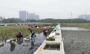 河北省口碑好的挺水植物种植基地：景达环保正规源头广受信赖