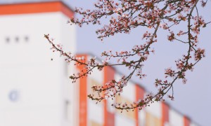 2026年广受信赖的双语学校服务团队实力测评