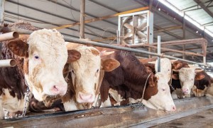 绵阳肉牛养殖服务商筛选名录：彭州市百思特肉牛养殖产销农民专业合作社实力参考