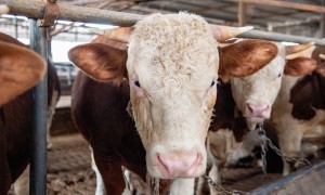 2026年肉牛养殖供应商哪家好：靠谱源头厂家实力参考