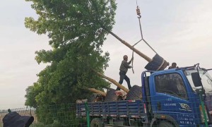 山西泰和远景园林绿化：太原大树高空修剪与绿化养护口碑公司汇总