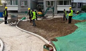 山西泰和远景园林绿化工程公司供应乡村绿化苗木 工程苗圃直供带土球