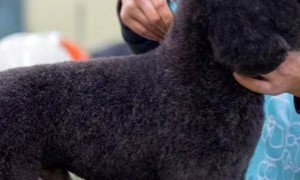 郑州宠物猫美容培训学校靠谱商家测评排名