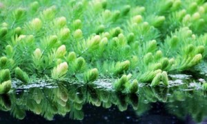 贵阳湿地生态修复优选：卓益园林挺水植物种植施工能力调研报告