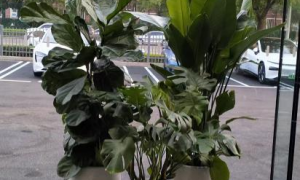 天津靠谱的办公室绿植租摆服务商推荐 商场绿植租摆服务哪家专业 滨盛花卉