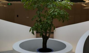 滨盛花卉 天津写字楼绿植租摆 花卉批发销售一站式 适配银行酒店等项目