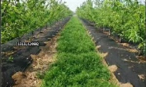 甘肃防草布制造厂哪家生产效率高，正航塑料源头厂家实力参考