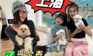 马尔济斯宠物狗多少钱、买宠物狗靠谱的、买宠物狗线下靠谱宠物店大莹家实力与用户口碑