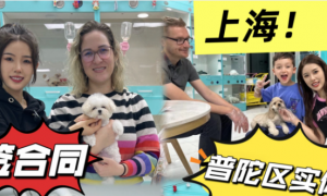 上海口碑好的犬舍企业有哪些，靠谱商家测评排名