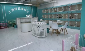 2026年买温顺宠物幼狗狗的实体门店推荐与选择指南