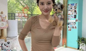 上海正规犬舍哪家专业？靠谱犬舍服务价格公道不玩套路