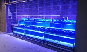 2026年热门的酒店鱼缸制造厂哪个值得选：行业优选名录