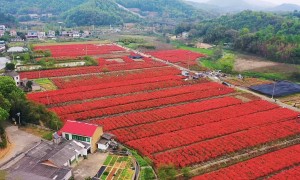 湖南知名的映山红绿化苗基地 价格公道不玩套路