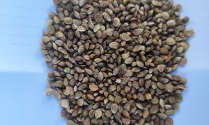 天博草业种子客户评价如何