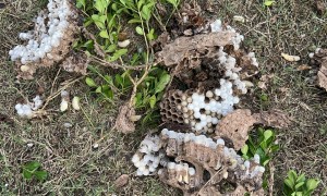 灭老鼠公司推荐，安徽跳跳有害生物防治专业靠谱