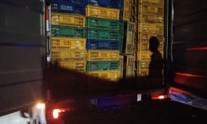 2026年靠谱的东升三鸟批发市场乳鸽配送服务哪家强：资质齐全的供应商盘点