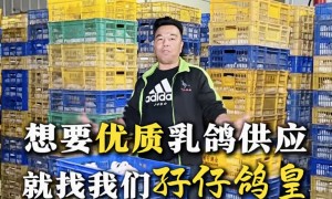 乳鸽配送服务周到的厂商是哪家，客户口碑力荐