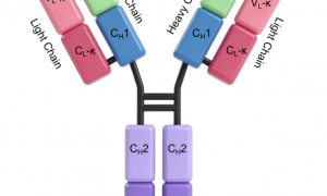 Human IgG1 kappa, Isotype Control供应商资质齐全的怎么选｜用户力荐