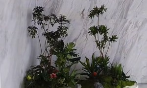 2026年无锡绿植养护本地靠谱服务机构排行榜