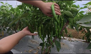 水肥发酵制造商靠谱品牌深度解析，避坑攻略，价格透明优选