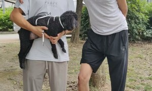 江宁区专业找猫团队24小时在线咨询服务商有哪些，靠谱商家测评排名