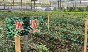 中药材加工企业配套黄精种苗生产厂家资质齐全实力参考