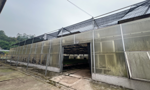 用于防腐剂制作的中药材种苗采购指南，祥凯农业重庆百合种苗优选