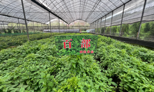 2026年资质齐全的中药材种植技术书籍与扶持政策分析