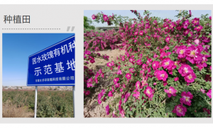 甘肃大手印玫瑰科技：玫瑰精油源头生产厂家发展现状与市场占有率研究分析报告