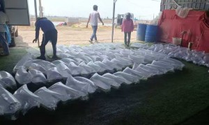 陕西洪湖市鑫隆水产 淡水鱼繁育基地环保措施经营理念市场拓展能力参考