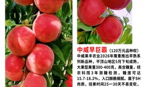 2026年平顶山晚熟桃树苗哪里有完善的物流配送 晚熟桃树苗哪里有准确的到货时间 行业现状与选择指南