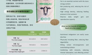 济南靠谱的知名美加力过瘤胃脂肪酸钙生产厂家、美加力过瘤胃脂肪酸钙批发供应商口碑汇总