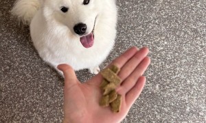 口碑好的柯基进口狗粮推荐 无谷进口狗粮品牌实力参考