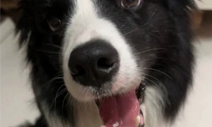 2026年小型犬高品质狗粮推荐：SundayPets用户力荐，口碑实力参考