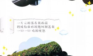 天津口碑好的学习给狗剪毛高效技巧机构，哈道盟宠美培训学校资质齐全
