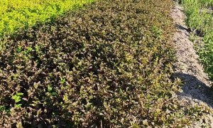 精诚林果种植合作社基本信息，你了解多少？