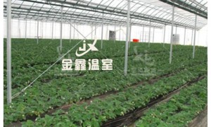 2026年用料扎实的连栋薄膜温室源头生产厂家挑选全攻略