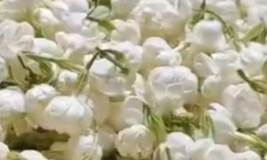 四川龙芽大师：女士钟爱的茉莉飘雪用户力荐